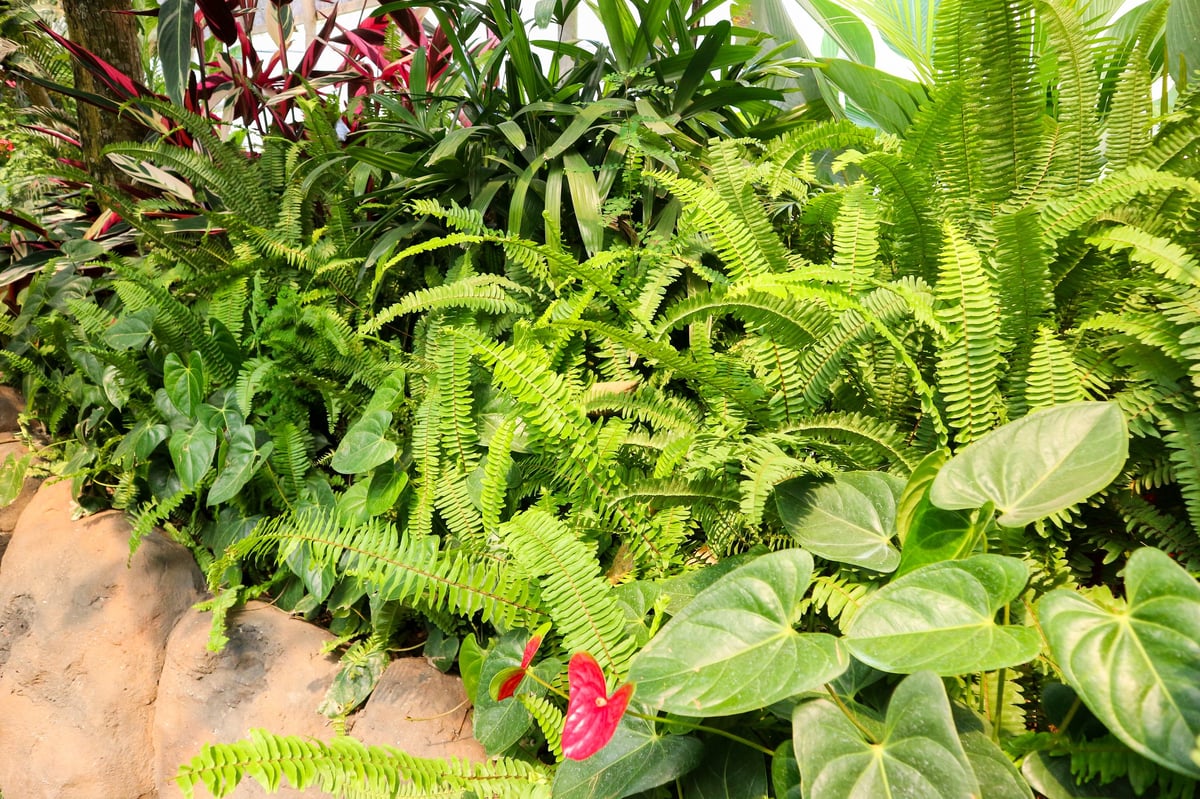 A vibrant image showcasing the lush greenery of a tropical greenhouse, featuring various ferns and other plants.