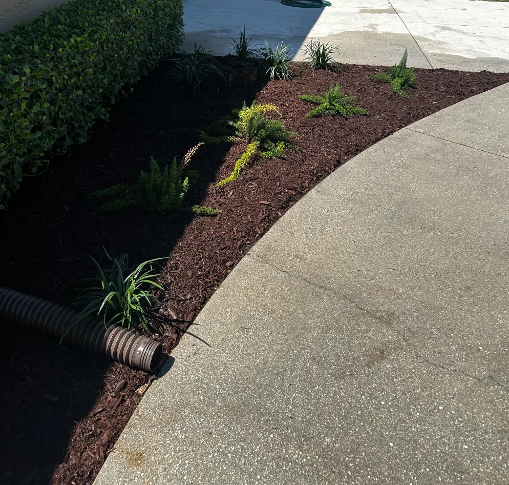 Landscaped garden bed with mulch and plants along concrete pathway, drainage pipe visible at edge
