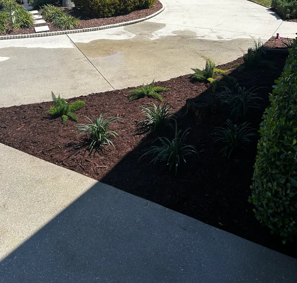 Residential landscape with concrete driveway, dark mulch beds with ornamental grasses, and green hedges along the perimeter